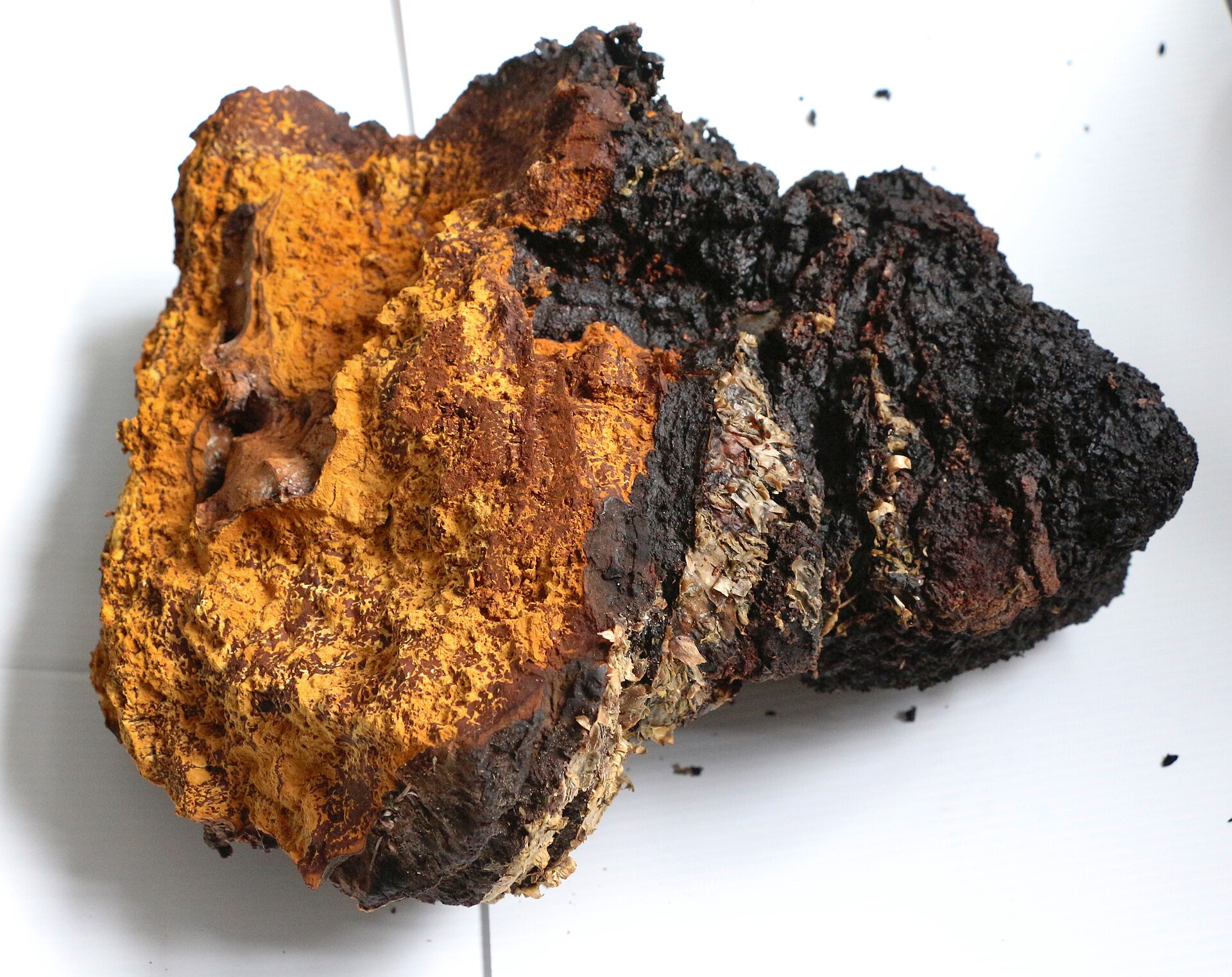 Wild-harvested Chaga