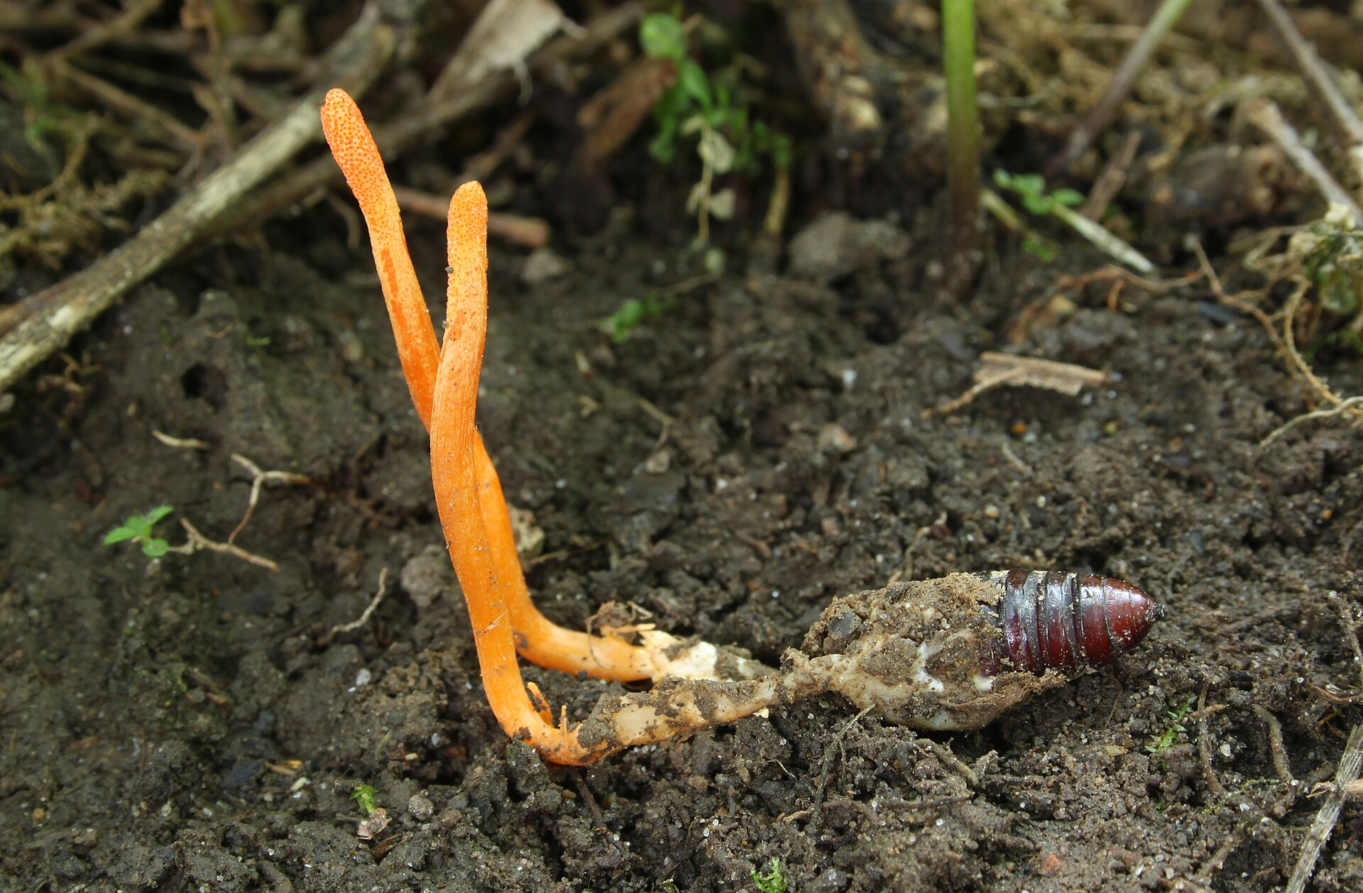 Fresh Cordyceps mushroom
