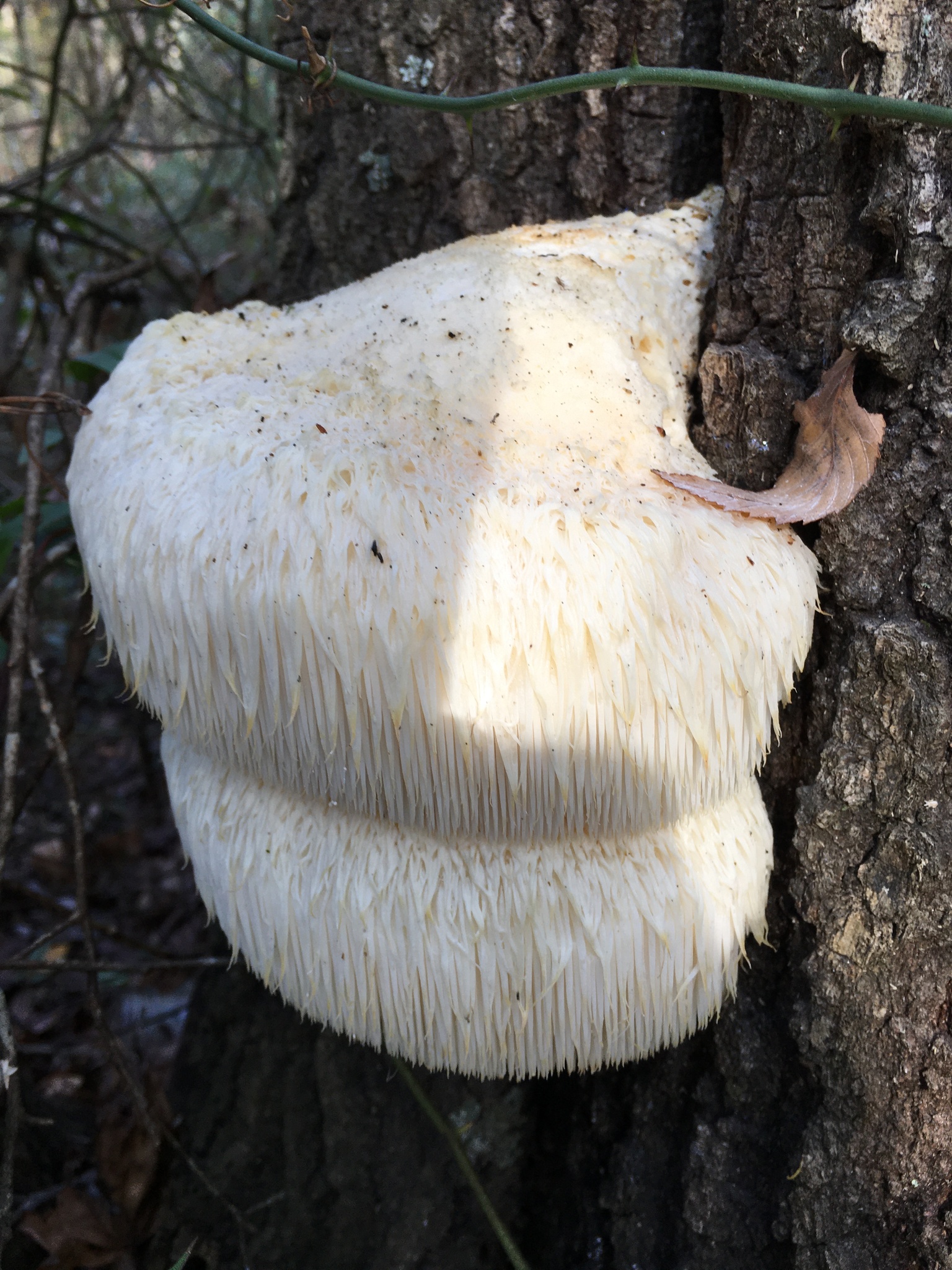 Fresh Lion's Mane mushroom