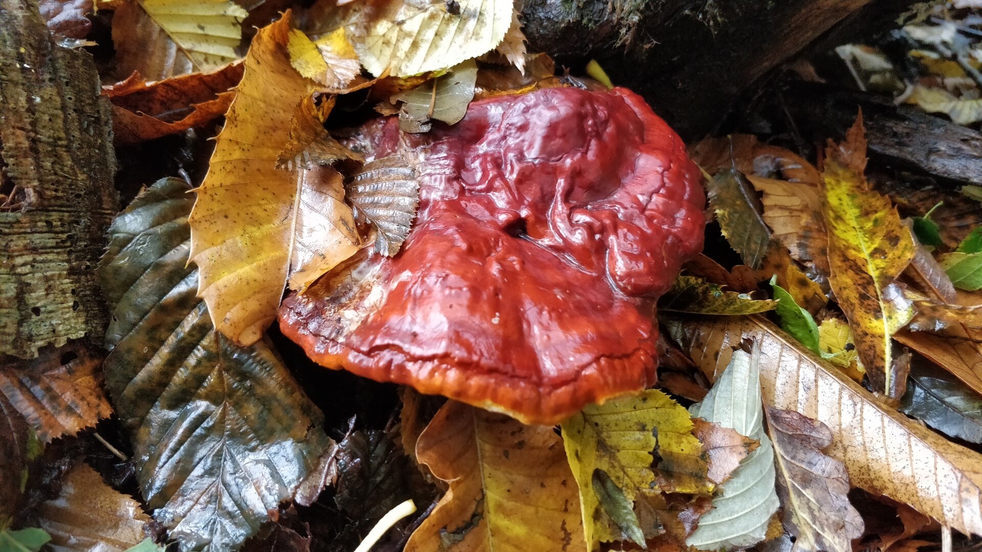 Fresh Red Reishi mushroom