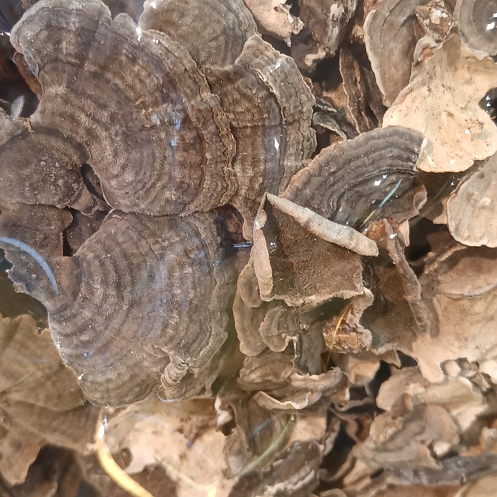 Dried Turkey Tail mushroom